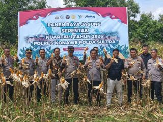 Polres Konawe Panen Jagung Serentak, Wujud Nyata Dukungan Ketahanan Pangan 2026