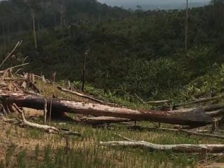 Dugaan Perusakan TN Rawa Aopa Menguat, Warga Desak Penyelidikan Total